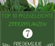 Alpenveilchen Im Garten Neu Die 10 Besten Pflanzen Für Drinnen