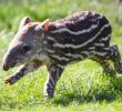 Asia Garten Leipzig Luxus Spotted Dublin Zoo Wel Es Adorable Baby Tapir