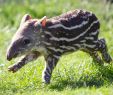 Asia Garten Leipzig Luxus Spotted Dublin Zoo Wel Es Adorable Baby Tapir