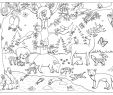Ausmalbilder Garten Schön Download Als Pdf Natur – Wald Tiere … forªt