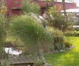 Baldur Garten Versand Genial Winterharte Gräser Garten — Temobardz Home Blog