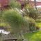 Baldur Garten Versand Genial Winterharte Gräser Garten — Temobardz Home Blog