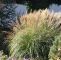Baldur Garten Versand Luxus Pflegeleichten Garten Mit üppigen Beeten Anlegen