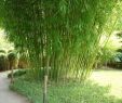 Bambus Garten Stuttgart Frisch Grüner Pulver Bambus Phyllostachys Viridiglaucescens
