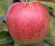 Beeren Garten Das Beste Von Apfel Retina S