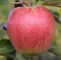 Beeren Garten Das Beste Von Apfel Retina S