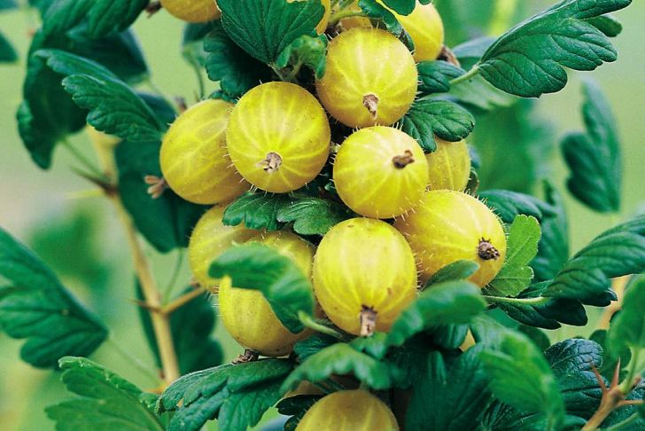 Beeren Garten Einzigartig Stachelbeeren Im Garten Pflegen – Gesund Und Lecker