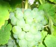 Beeren Garten Einzigartig Weinrebe Silvaner Für Leckere Gelbe Weintrauben Aus Dem