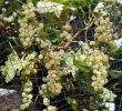 Beeren Garten Elegant Weintrauben Vor Wespen Und Vogelfraß Schützen