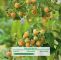 Beeren Garten Inspirierend Säulen Himbeere Twotimer Gelbe Sugana Rubus Idaeus