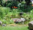 Bepflanzung Garten Einzigartig Teich –