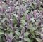 Bepflanzung Garten Inspirierend Salbei Purpurascens Salvia Officinalis Purpurascens