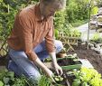 Bepflanzung Garten Schön Nutzgarten Im April Pflanzen Und Säen Von Gehölzen Gemüse