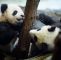 Berlin Zoologischer Garten Inspirierend Panda Zwillinge Verzücken Den Berliner Zoo "sie Sind Einfach Zu Putzig"