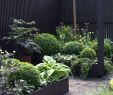 Betonmöbel Garten Reizend Grüner Sichtschutz Im Garten — Temobardz Home Blog