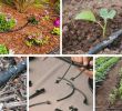 Bewässerung Garten Selber Bauen Neu Tröpfchenbewässerung Mit System Bewässern