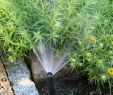Bewässerungsanlage Garten Das Beste Von Bewässerungssystem Für Den Garten Sparsam & Bequem I Galanet