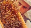 Bienen Halten Im Garten Einzigartig Amberg Sulzbacher Land Honig Aus Dem Amberg Sulzbacher