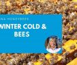 Bienen Halten Im Garten Inspirierend Winter Cold and Honey Bees Beekeeping In Winter is Not Easy