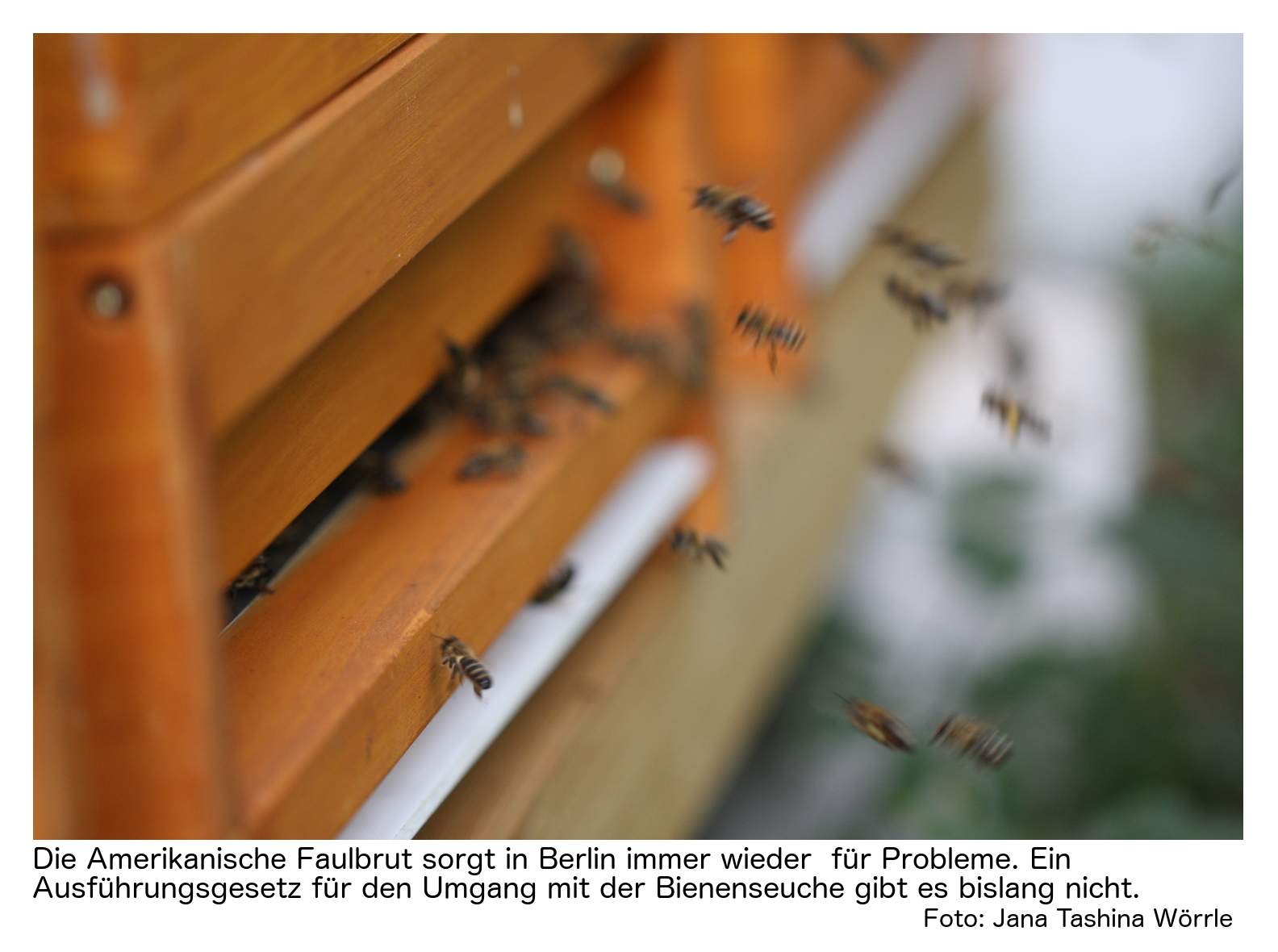 Bienen Halten Im Garten Neu Amerikanische Faulbrut Wenn Fehlende Vorschriften Zum