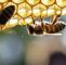 Bienen Halten Im Garten Neu Es Gibt Ein Neues Gefühl Der solidarität" Südwest