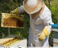 Bienen Im Garten Einzigartig Bienenzucht 101 Was Sie Wissen Müssen Bevor Sie Mit Der