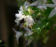 Bienen Im Garten Halten Einzigartig Auch Hummeln Besuchen Weiße Hängepolster Glockenblume