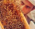 Bienen Im Garten Halten Frisch Amberg Sulzbacher Land Honig Aus Dem Amberg Sulzbacher