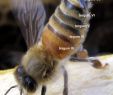 Bienen Im Garten Halten Frisch Honey Bee Worker Showing Nasanov Gland Bienen