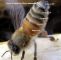 Bienen Im Garten Halten Frisch Honey Bee Worker Showing Nasanov Gland Bienen