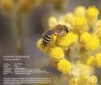 Bienen Im Garten Halten Frisch Kalender I Wildbienen Garten Webseite