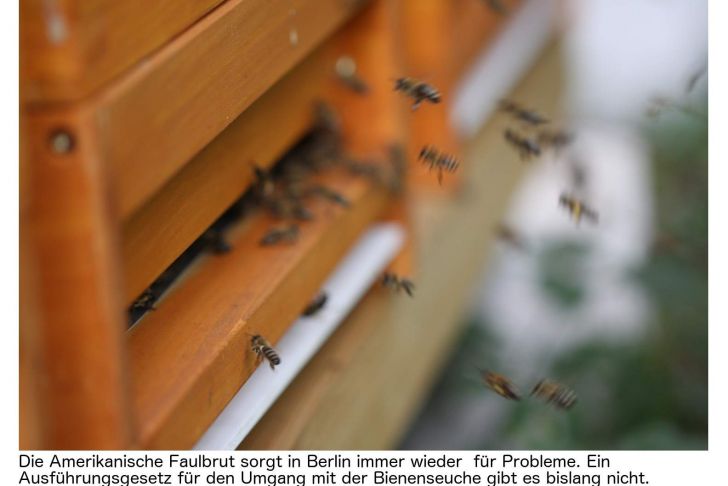 Bienen Im Garten Halten Inspirierend Amerikanische Faulbrut Wenn Fehlende Vorschriften Zum