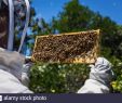 Bienen Im Garten Halten Luxus Man Covered Bees Stockfotos & Man Covered Bees Bilder Alamy