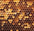 Bienen Im Garten Halten Neu Download the Honey Honey B Wallpaper Honey Honey B
