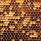 Bienen Im Garten Halten Neu Download the Honey Honey B Wallpaper Honey Honey B