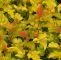 Bienenfreundlicher Garten Frisch Fasanenspiere Dart S Gold Physocarpus Opulifolius Dart S Gold´