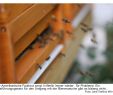 Bienenfreundlicher Garten Reizend Amerikanische Faulbrut Wenn Fehlende Vorschriften Zum