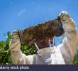 Bienenstock Im Garten Das Beste Von Man Covered Bees Stockfotos & Man Covered Bees Bilder Alamy