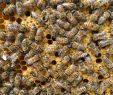 Bienenstock Im Garten Genial Pin Von Nadine Herbst Auf Bienen Und Hummeln
