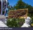 Bienenstock Im Garten Schön Man Covered Bees Stockfotos & Man Covered Bees Bilder Alamy