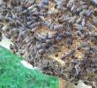 Bienenvolk Im Garten Frisch Königin Abena In Voller Pracht