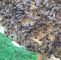 Bienenvolk Im Garten Frisch Königin Abena In Voller Pracht