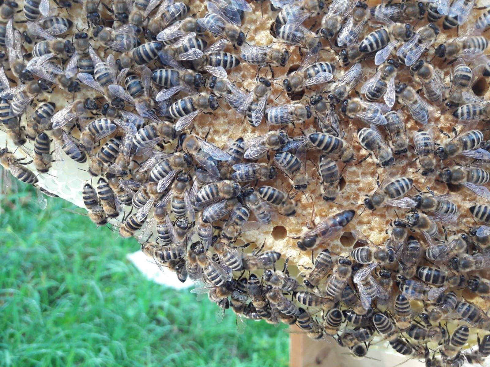 Bienenvolk Im Garten Frisch Königin Abena In Voller Pracht | Garten Anlegen