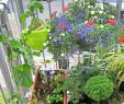 Blumen Für Garten Inspirierend Hohe Pflanzen Als Sichtschutz — Temobardz Home Blog
