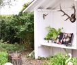 Blumen Für Garten Luxus Hohe Pflanzen Als Sichtschutz — Temobardz Home Blog