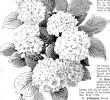 Blumen Für Garten Schön 2 Rbt Stockfotos & 2 Rbt Bilder Alamy