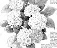 Blumen Für Garten Schön 2 Rbt Stockfotos & 2 Rbt Bilder Alamy