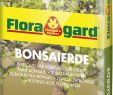 Blumen Garten Einzigartig Floragard Bonsaierde 5l