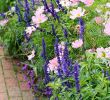 Blumenwiese Im Garten Elegant Best Diy Cottage Garden Ideas From Pinterest 26