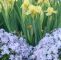 Blumenwiese Im Garten Reizend Iris and Phlox are A Winning Bination Have the Iris